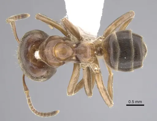 Azteca forelii specimen