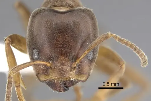 Azteca forelii specimen