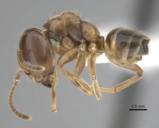 Azteca forelii specimen