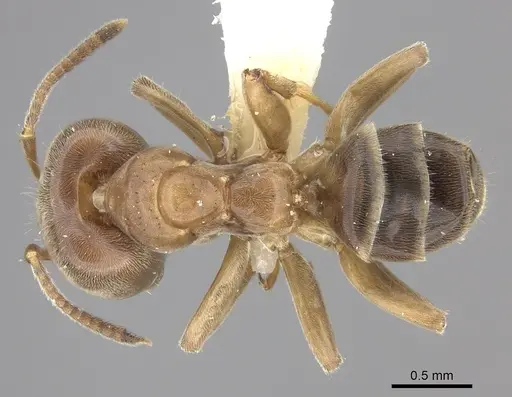 Azteca forelii - CASENT0619152