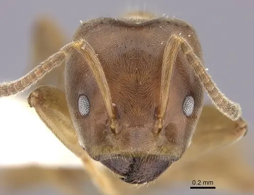 Azteca forelii - CASENT0619152