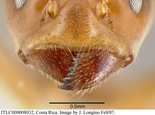 Azteca forelii - CASENT0619152