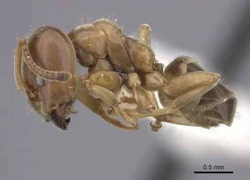 Azteca forelii - CASENT0619152