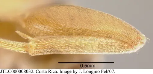 Azteca forelii - CASENT0619152