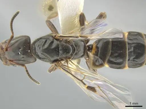 Azteca forelii - CASENT0640388