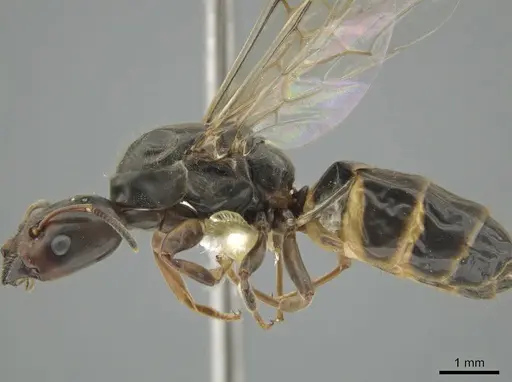 Azteca forelii - CASENT0640388