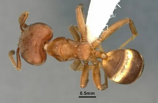 Azteca forelii - CASENT0886053