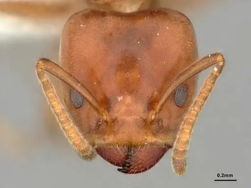 Azteca forelii - CASENT0886053