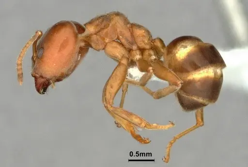 Azteca forelii - CASENT0886053