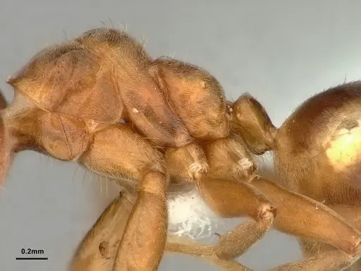 Azteca forelii - CASENT0886053