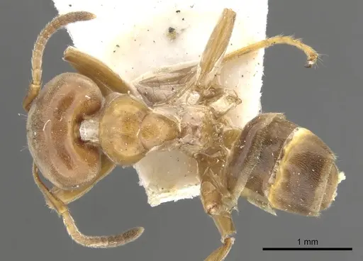 Azteca forelii - CASENT0903015