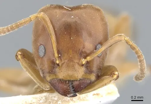 Azteca forelii - CASENT0903015