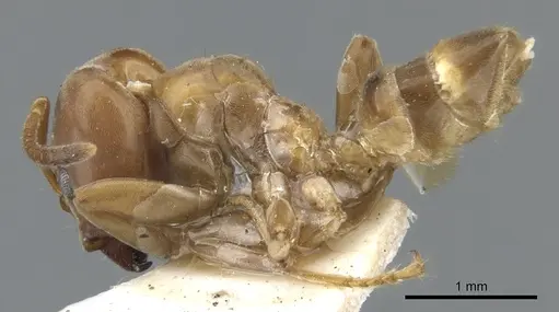 Azteca forelii - CASENT0903015