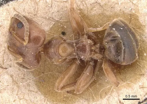 Azteca forelii - CASENT0905091