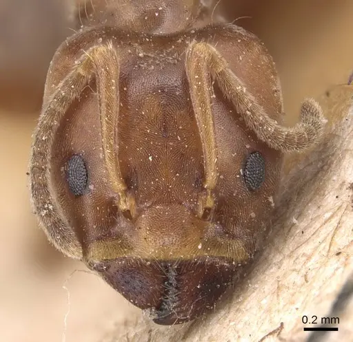 Azteca forelii - CASENT0905091