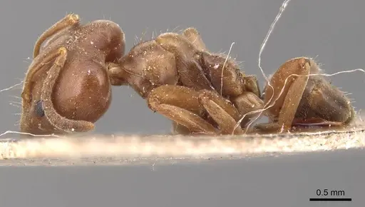 Azteca forelii - CASENT0905091