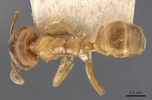 Azteca forelii - CASENT0909628