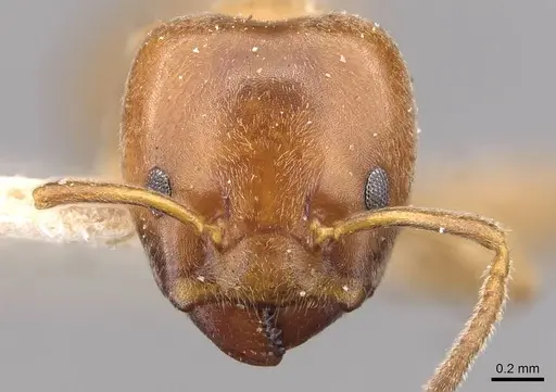 Azteca forelii - CASENT0909628