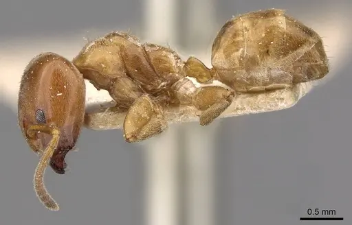 Azteca forelii - CASENT0909628