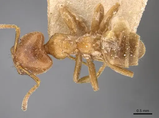 Azteca forelii - CASENT0909629