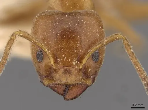 Azteca forelii - CASENT0909629