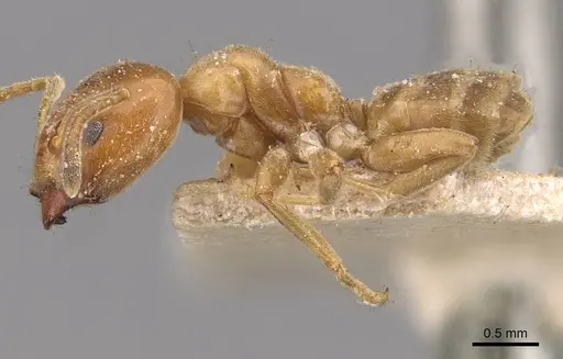 Azteca forelii - CASENT0909629