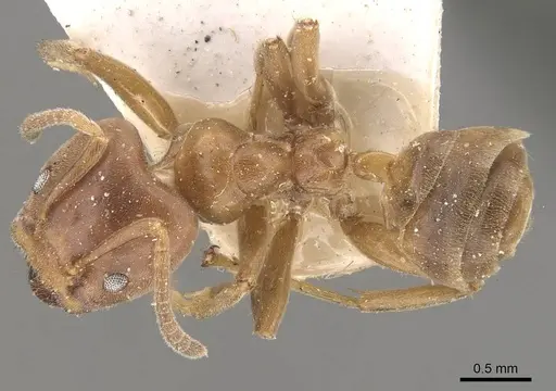 Azteca forelii - CASENT0909630