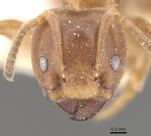 Azteca forelii - CASENT0909630