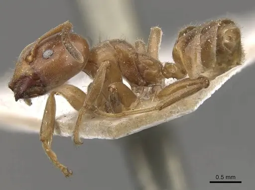 Azteca forelii - CASENT0909630