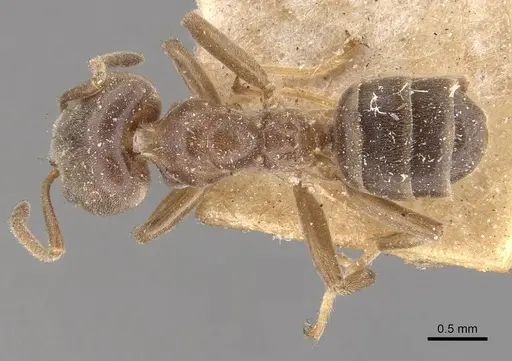 Azteca forelii - CASENT0909632