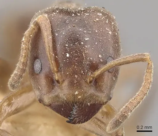 Azteca forelii - CASENT0909632