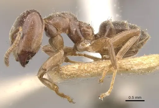 Azteca forelii - CASENT0909632