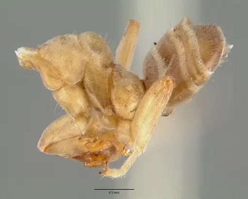 Azteca forelii - CASTYPE00610