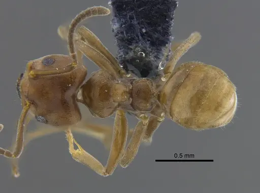 Azteca forelii - CBUMAGENT41840