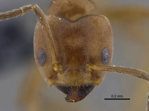 Azteca forelii - CBUMAGENT41840