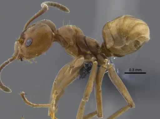 Azteca forelii - CBUMAGENT41840