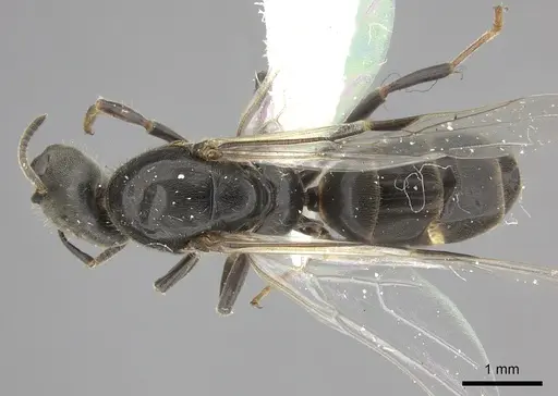 Azteca forelii - JTLC000008032