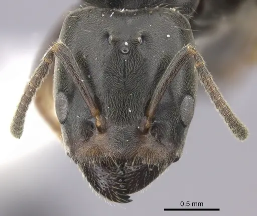 Azteca forelii - JTLC000008032