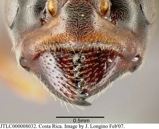 Azteca forelii - JTLC000008032