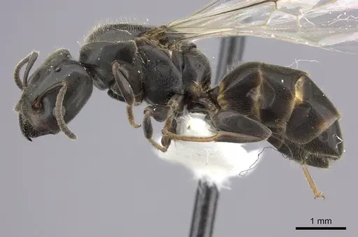 Azteca forelii - JTLC000008032