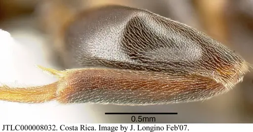 Azteca forelii - JTLC000008032