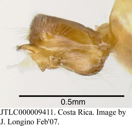 Azteca forelii - JTLC000009410