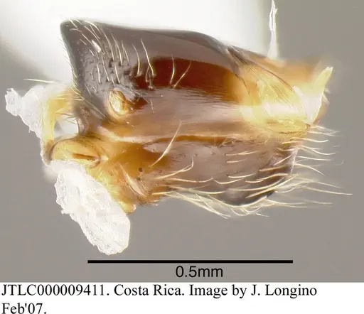 Azteca forelii - JTLC000009411