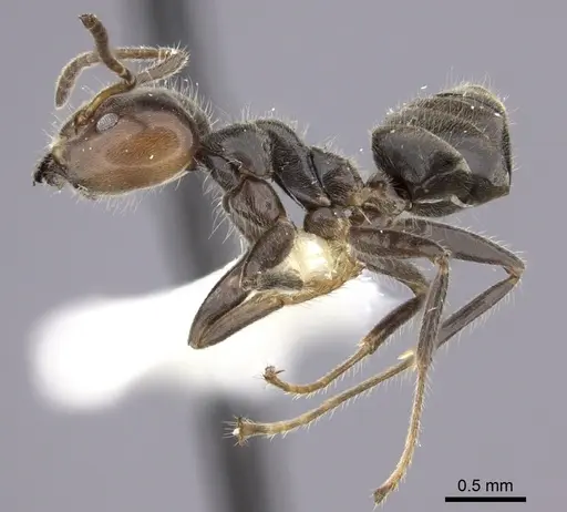 Azteca gnava specimen