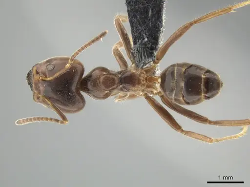 Azteca gnava - CASENT0649878