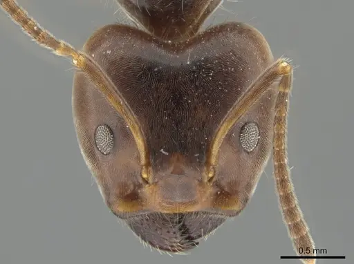 Azteca gnava - CASENT0649878