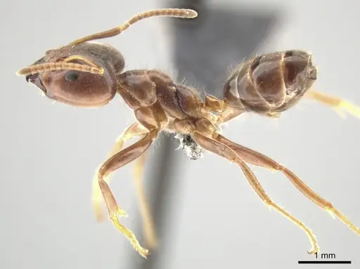 Azteca gnava - CASENT0649878