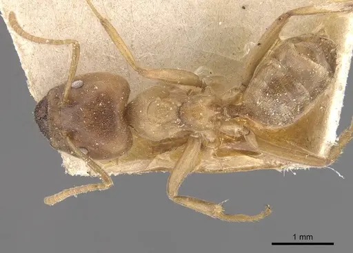 Azteca gnava - CASENT0909659