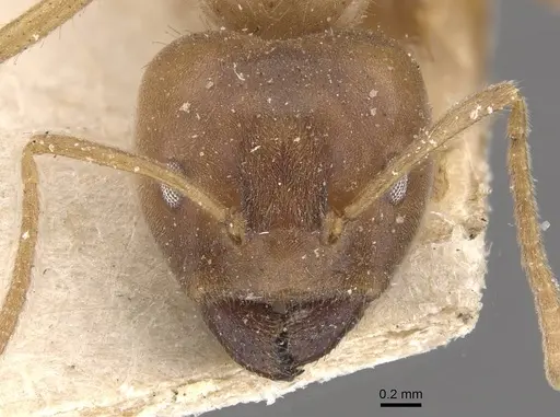 Azteca gnava - CASENT0909659