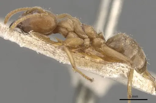 Azteca gnava - CASENT0909659